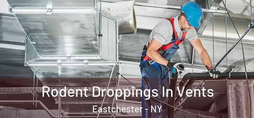  Rodent Droppings In Vents Eastchester - NY